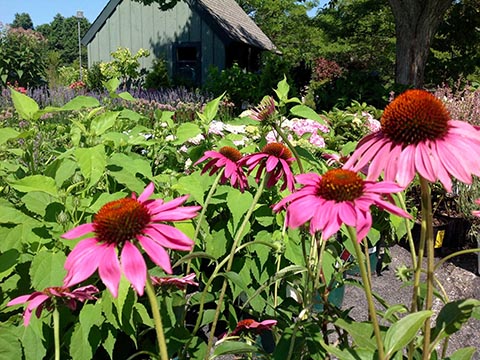 flowering plants