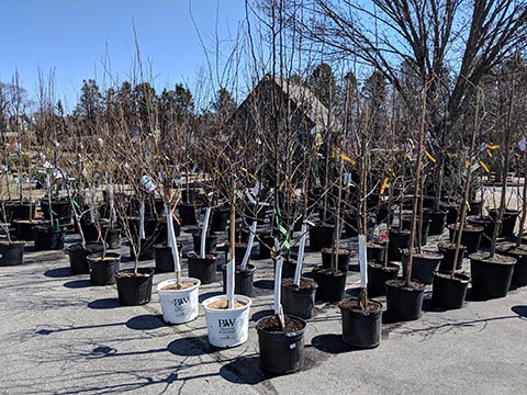 nursery trees